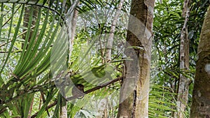 A tiny tarsier Carlito syrichta lurked during the day under a large green leaf photo