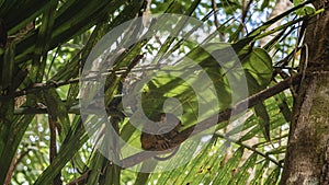 A tiny tarsier lurked in a tree under a large green leaf during the day. photo