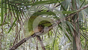 A tiny tarsier is resting on a tree branch, hiding under a large green leaf.