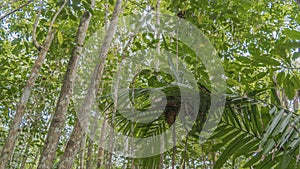 A tiny tarsier Tarsius syrichta lurked in a tree under a large green leaf. photo