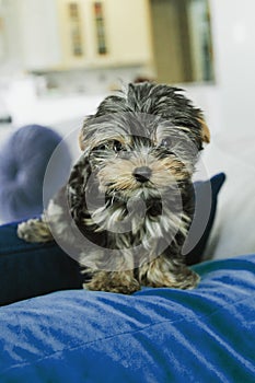 A tiny teacup yorkie puppy dog sitting on a couch arm with a royal blue pillow