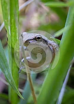 A tiny toad climbs among the long grass