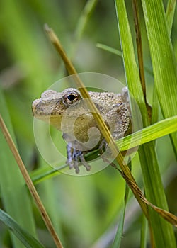 A tiny toad crawls through the long grass