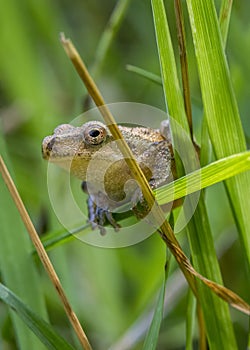 A tiny toad crawls through the long grass