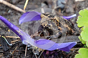A tiny toad in a garden