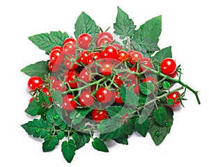 Tiny tomatoes Solanum pimpinellifolium, paths, top view