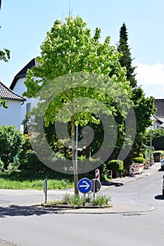 tiny traffic circle with a tree
