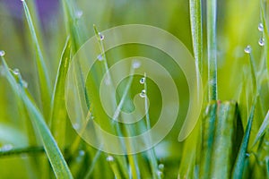 Tiny transparent dew drops on grass blades macro