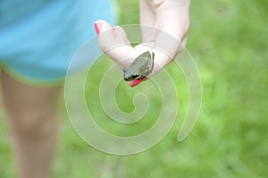 Tiny tree frog