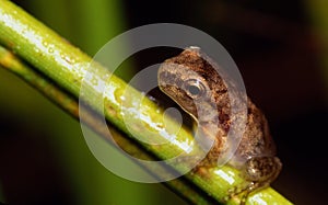 Tiny tree frog on grass stem