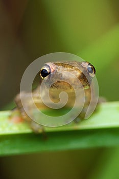 Tiny tree frog on grass stem