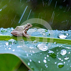Tiny Tree Frog on a Leaf in the Rain