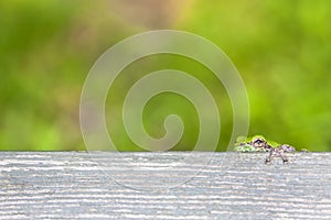 Tiny Tree Frog Peeking over Bench Plank