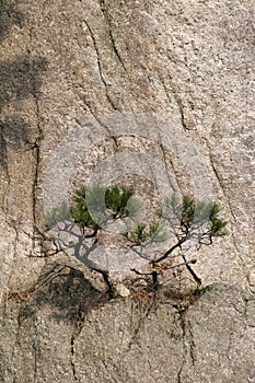 Tiny Trees on a Cliffside