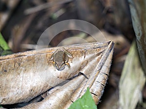 Tiny tropical frog on leaf, Mindo, Ecuador