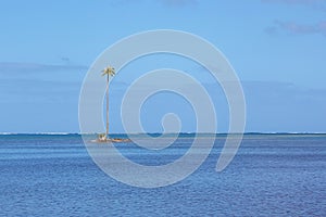 Tiny tropical island with a single palm tree