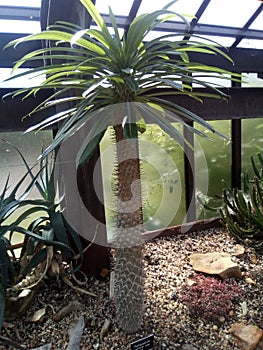 Tiny tropical palm tree glasgow botanics