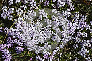 Tiny tundra flowers Moss Campion Silene acaulis in Swedish Lapland