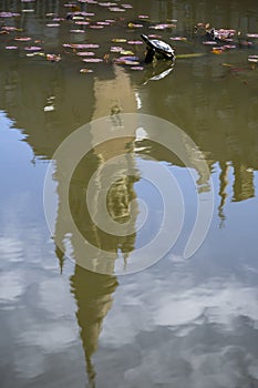 A tiny turtle getting sunbath reflection