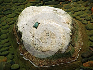 Tiny turtle on a rock