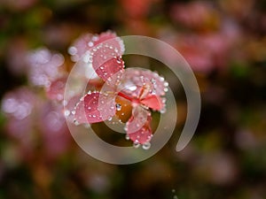 tiny twig of a shrub with small red leaves after rain