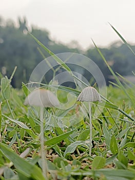 Tiny Umbrella Mushrooms in the Morning Dew