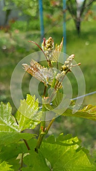 Tiny unripe bunch of grape closeup with green blurred background.