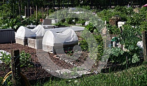 Tiny vegetable gardens and greenhouses in the middle of the city residents in Uppsala,