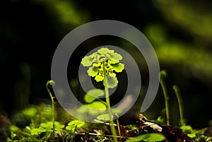 Tiny vegetation in a cave