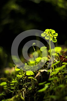 Tiny vegetation in a cave