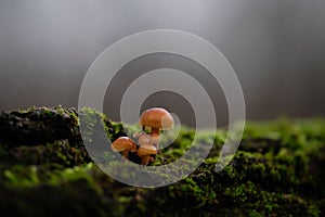 Tiny velvet shank winter mushroom (Flammulina velutipes, Enokitake) growing on the wood with a green moss.