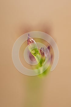 Tiny and very tender flower buds starting