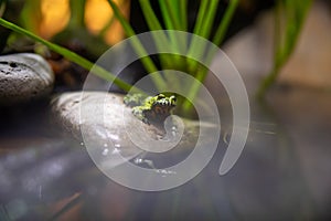 A TIny Vibrant Green Frog On A Rock