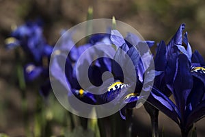 Tiny violet blue irises - pygmy spring flowers blossoming in the garden. Iris reticulata or Dwarf iris, Iridaceae, bulbaceous