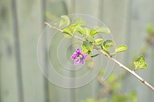 Tiny violet flower of Goji berry on its branch 1