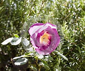 Tiny wasp feeding on a purple rose