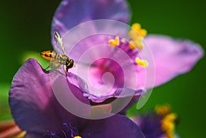 Wasp on a Flower Petal photo