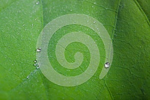 Tiny water droplets on Lotus leaf