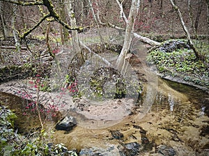 water stream in forest, fall time