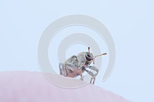 Tiny Weevil on a Finger tip