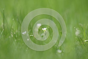 Tiny White chickweed flowers growing in a green lawn in Summer