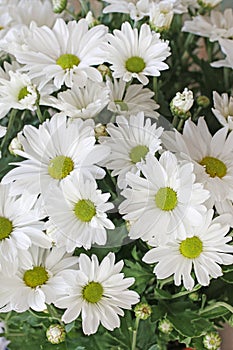 Tiny white chrysanthemum background