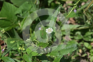 A tiny white False daisy flower blooms in a lawn area