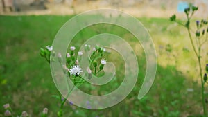 tiny white flower and flower bud selective focus in garden
