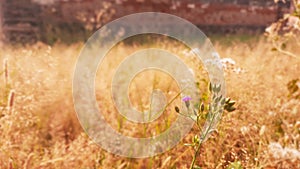 tiny white flower and flower bud selective focus in garden