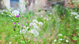 tiny white flower and flower bud selective focus in garden