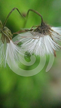 Tiny White Flower Detail Closeup Macro