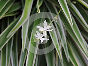 Tiny white flower of spider plant. photo