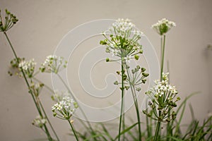 tiny white flower on a white background