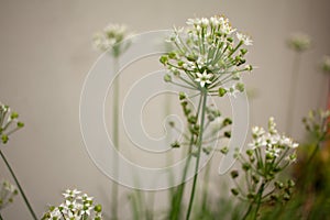 tiny white flower on a white background